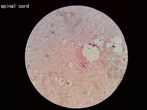 مجموعة شرائح مجهرية مُجهزة مكونة من 100 قطعة، عينة مختبر علم الأحياء الاحترافية للأطفال الطلاب وعلم الأحياء الدقيقة والحشرات والنباتات وتعلم العلوم والمدرسة المنزلية in Kuwait