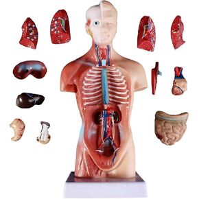 11inch Human Torso Body Model,Anatomy Medical Internal Organs Teaching Tools,15Removable Parts