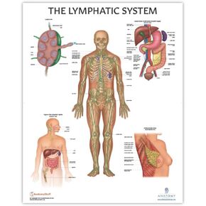 Anatomy Lab Human Lymphatic System Anatomy Poster, LAMINATED, Anatomy and Physiology, 17.3 x 22.5 Inches, Body System Diagram, Anatomical Chart for Education Learning and Students