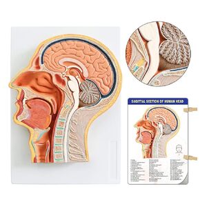 Human Relief Median Section Head Model, Head and Brain Model, Medical Head Brain Neck Median Section Study Model, Natural Size, Oral and Nasal, Larynx & Pharynx Model