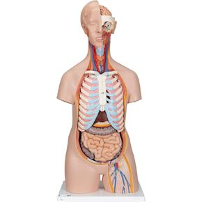 3B Scientific B11 Plastic 16 Part Classic Unisex Human Torso Model, 9.8" Length x 15" Width x 34.3" Height