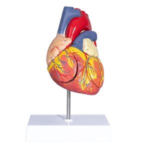 LVCHEN Human Heart Model - 2 Part Life Size Anatomically Accurate Numbered Heart Medical Model Cardiac Anatomical Model for Science Classroom and Cardiology Study