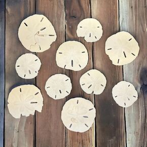 Imperfect Sand Dollars, 10 Defective Sand Dollars Sizes Range from 2" - 3" inches, Great for Crafting, Decorations, Ornaments, Vase Filler & Classrooms