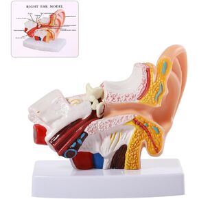 SFXYJ Ear Model 1.5X Enlarged Human, Ear Anatomy Model Outer Middle Inner Ear Model Professional PVC for Science Classroom Medical Anatomy and Physiology Study Teaching