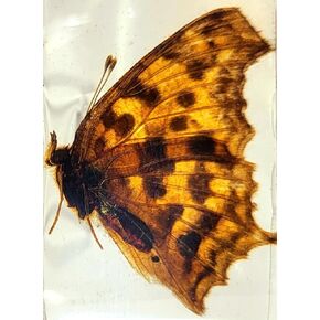 2.9" Real Bluebottle Butterfly in Crystal Clear Lucite Resin Specimen Preserved Graphium Sarpedon Taxidermy Crafts Collection for Biology Science Education Paperweight Display Supplies