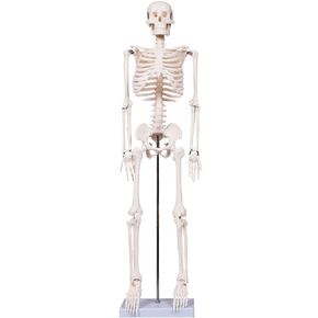 70.8 Inches Human Skeleton Model for Anatomy - Life Size Medical Human Skeleton Model with Ligament，with Nervous System 70.8 in with Rolling Stand for Medical Study and Display
