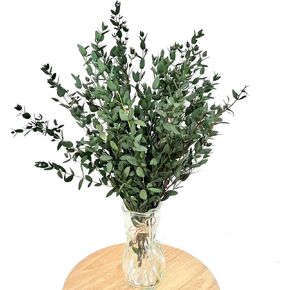 Fine leaved Eucalyptus 20 PCS Dried Eucalyptus for Shower Bundle, 17'' Real Large Preserved Eucalyptus Stems Shower Plants for Hanging, Fresh Eucalyptus Leaves, Fragrance, DIY Artificial Plant