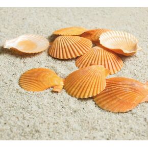 12 Pcs Sea Shells White Large Scallop Shells for Baking Cooking, Big Natural Clam Seashells for DIY Crafts Seashell Beach Decorating for Home Decor(3.5-4inch)