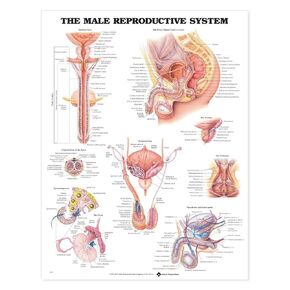 The Male Reproductive System Anatomical Chart