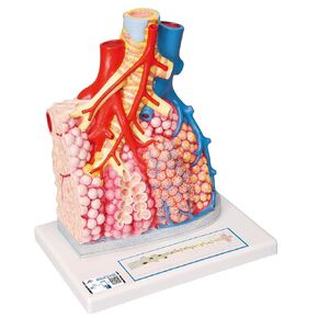 3B Scientific G60 Pulmonary Lobule w/ Surrounding Blood Vessels - 3B Smart Anatomy