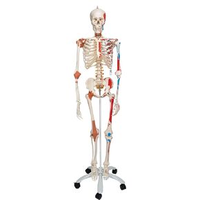 3B Scientific A13/1 Sam the Super Skeleton w/ hanging roller stand - 3B Smart Anatomy