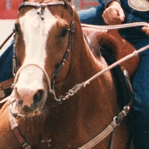 Classic Equine Bozo Sidepull Hackamore in Saudi Arabia