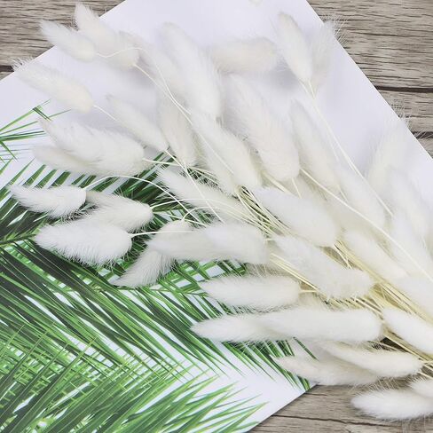 60 Stems Natural Dried Lagurus Ovatus Flowers |Real Bouquet with Rabbit Tail Dried Pampas Flowers | Decoration for Photography Hotel Home & Wedding Décor Floral Arrangements (White) | 45cm Large in Saudi Arabia
