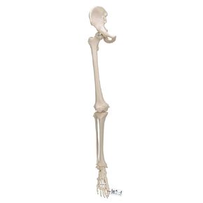 3B Scientific A36 Leg Skeleton w/Hip Bone - 3B Smart Anatomy