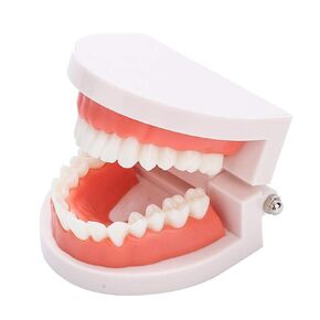 Fake Teeth, Teeth, Teeth Model, Denture Model Brushing Practice Teeth Mode Gingiva Visible Anatomic Demonstration Teaching Studying Standard Size