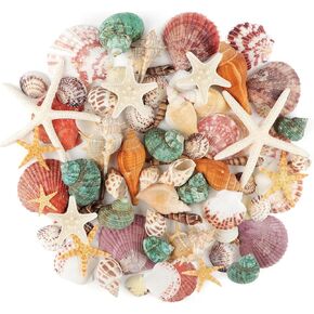 Sea Shells Mixed Ocean Seashells, 1.2"-3.5" Various Sizes Beach Seashells and Natural Starfish for Vase Fillers Fish Tank Beach Themed Party Home Wedding Decorations DIY Crafts