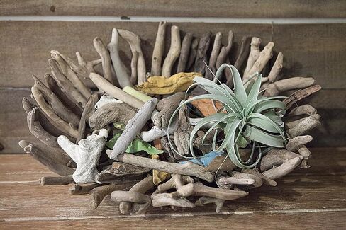 Creative Co-Op Driftwood Tray in Saudi Arabia