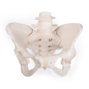 3B Scientific GmbH 1019864 Flexible Female Pelvis Model, Life Size, Bone