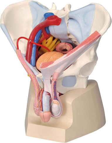 3B Scientific H21/3 حوض الذكور مع الأربطة والأعصاب والأعضاء، 7 أجزاء - 3B Smart Anatomy in Saudi Arabia