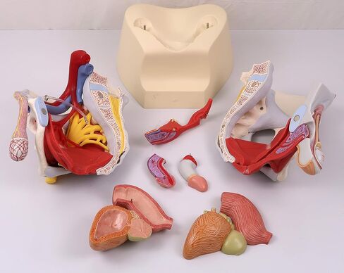 3B Scientific H21/3 حوض الذكور مع الأربطة والأعصاب والأعضاء، 7 أجزاء - 3B Smart Anatomy in Saudi Arabia