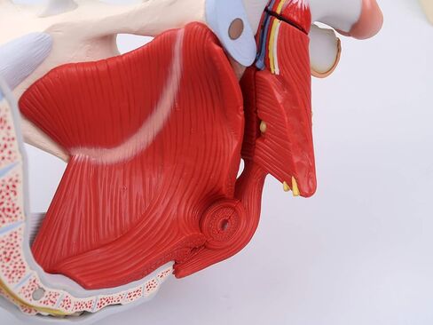 3B Scientific H21/3 حوض الذكور مع الأربطة والأعصاب والأعضاء، 7 أجزاء - 3B Smart Anatomy in Saudi Arabia