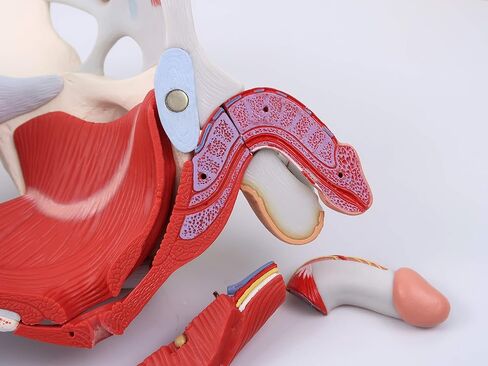3B Scientific H21/3 حوض الذكور مع الأربطة والأعصاب والأعضاء، 7 أجزاء - 3B Smart Anatomy in Saudi Arabia