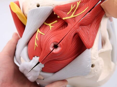 3B Scientific H21/3 حوض الذكور مع الأربطة والأعصاب والأعضاء، 7 أجزاء - 3B Smart Anatomy in Saudi Arabia