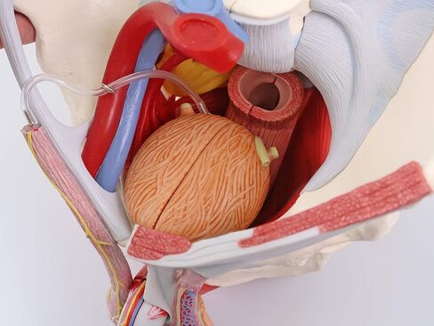 3B Scientific H21/3 حوض الذكور مع الأربطة والأعصاب والأعضاء، 7 أجزاء - 3B Smart Anatomy in Saudi Arabia