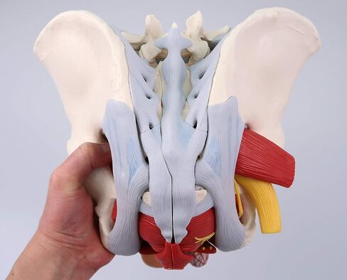 3B Scientific H21/3 حوض الذكور مع الأربطة والأعصاب والأعضاء، 7 أجزاء - 3B Smart Anatomy in Saudi Arabia