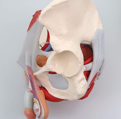 3B Scientific H21/3 حوض الذكور مع الأربطة والأعصاب والأعضاء، 7 أجزاء - 3B Smart Anatomy in Saudi Arabia