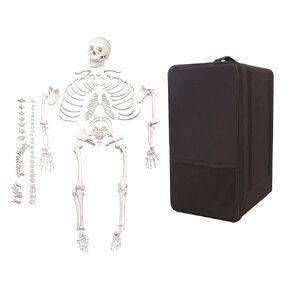 Vision Scientific VAS220-CC0 Life Size, Total Disarticulated Skeleton | Bones & Osteological features numbered for identification | 3-Part Skull | Key to numbered Structures W Manual & Carrying Case