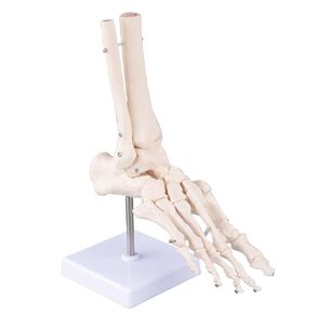LVCHEN Human Foot Ankle Model - Medical Anatomy Foot Skeleton Model Life Size Foot Ankle Anatomy Model with Base