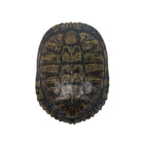 7-8" Red Ear Turtle Shell (227GS-0708) 10UB