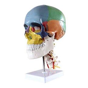 Human Skull Anatomical Teaching Model with 7 Cervical Vertebrae Nerve and Artery with Stand