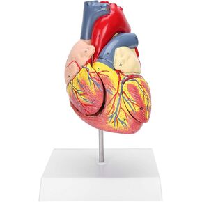 Human Heart Model 48 Anatomical Internal Structures, 2-Part Life Size Anatomically Accurate Numbered Heart Model, 3 x Removable Parts for Teaching use