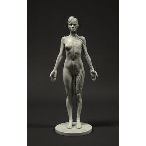 3dtotal Female Anatomy Figure: 10.5-inch Anatomical Reference for Artists (Grey)
