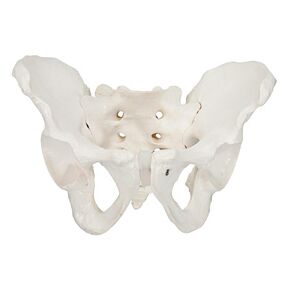Axis Scientific Male Pelvis Model, Life Size Pelvic Human Anatomy Features Hip, Sacrum, and Coccyx, Includes Detailed Manual