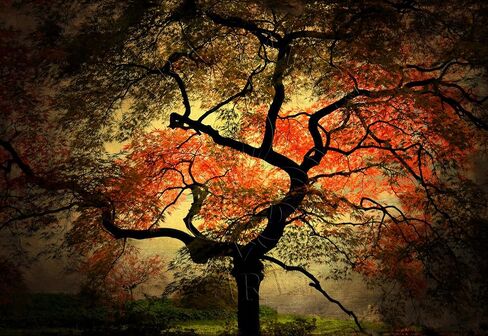 Japanese I by Philippe Sainte-Laudy, 30x47-Inch Canvas Wall Art in Saudi Arabia