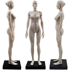 Female Anatomy Figure: 11-inch Anatomical Reference for Artists