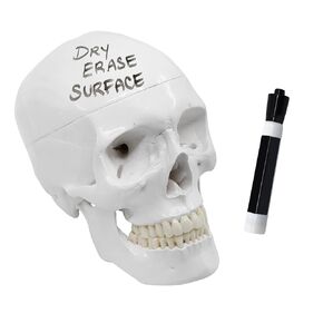 Skull Model, Dry Erase Surface - Life Size Model, 3 Part - includes Dry Erase Marker - Medical Quality Anatomical Replica - 9" Height - Removable Skull Cap - Articulated Mandible - Eisco Labs