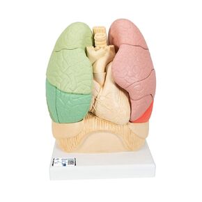 3B Scientific G70 Segmented Lung - 3B Smart Anatomy
