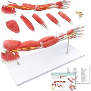 NEW HORIZON Human Arm Anatomical Muscle Model Anatomy Arm Model, Upper Limb Muscle Model Shoulder Anatomy Model Muscular Hand Model – 7 Pieces, Life Size, Includes Base