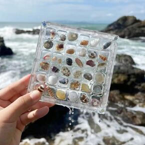 Acrylic Magnetic Seashell Display Box, Clear Acrylic Seashells Display Box, Acrylic Box for Display Case Storage, Miniature Seashell display Case 36 Grids.