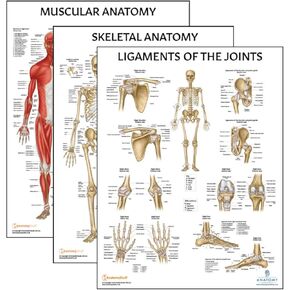 Anatomy Lab 3 PACK Muscular, Skeletal, and Ligaments of the Joints Human Anatomy Poster Set, LAMINATED, Anatomy and Physiology Posters, 17.3 x 22.5 Inches, Muscles Diagram, Skeletal System, Made