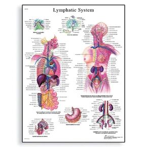 3B Scientific VR1392L Glossy Laminated Paper Lymphatic System Anatomical Chart, Poster Size 20" Width x 26" Height