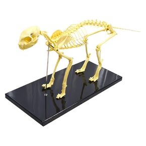 INTBUYING PVC Feline Skeleton Model, 19.3"x14.2"x10" Standard Size Medical Anatomical Cat Skeleton Model Display Lab Teach Veterinary Animals Animal Anatomical Model