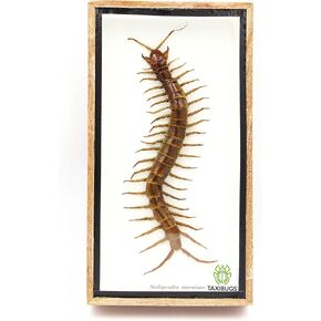 Real Centipede Millipede Scolopendra MORSITANS Taxidermy Insect in 3D Wooden Frame (Glass Background Black Frame)