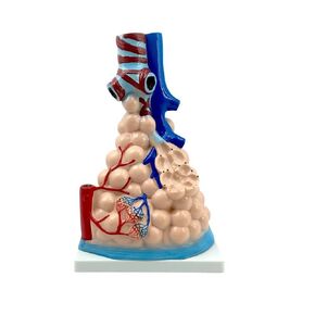 Large alveolar Zoom Model Breathing Lung Model of Human Organs Human Teaching Model