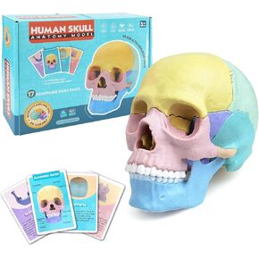 2024 New Anatomy Skull Model, 17 Part Puzzle of Human Anatomy Skull, 10 Skull Knowledge Flash Cards, Detachable Palm Sized Mini Human Medical Skull Model, Medical Clinic Teaching Equipment, STEM for