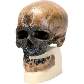 3B Scientific VP752/1 Crô-Magnon Anthropological Skull Model, 8.5" x 5.9" x 9.6"